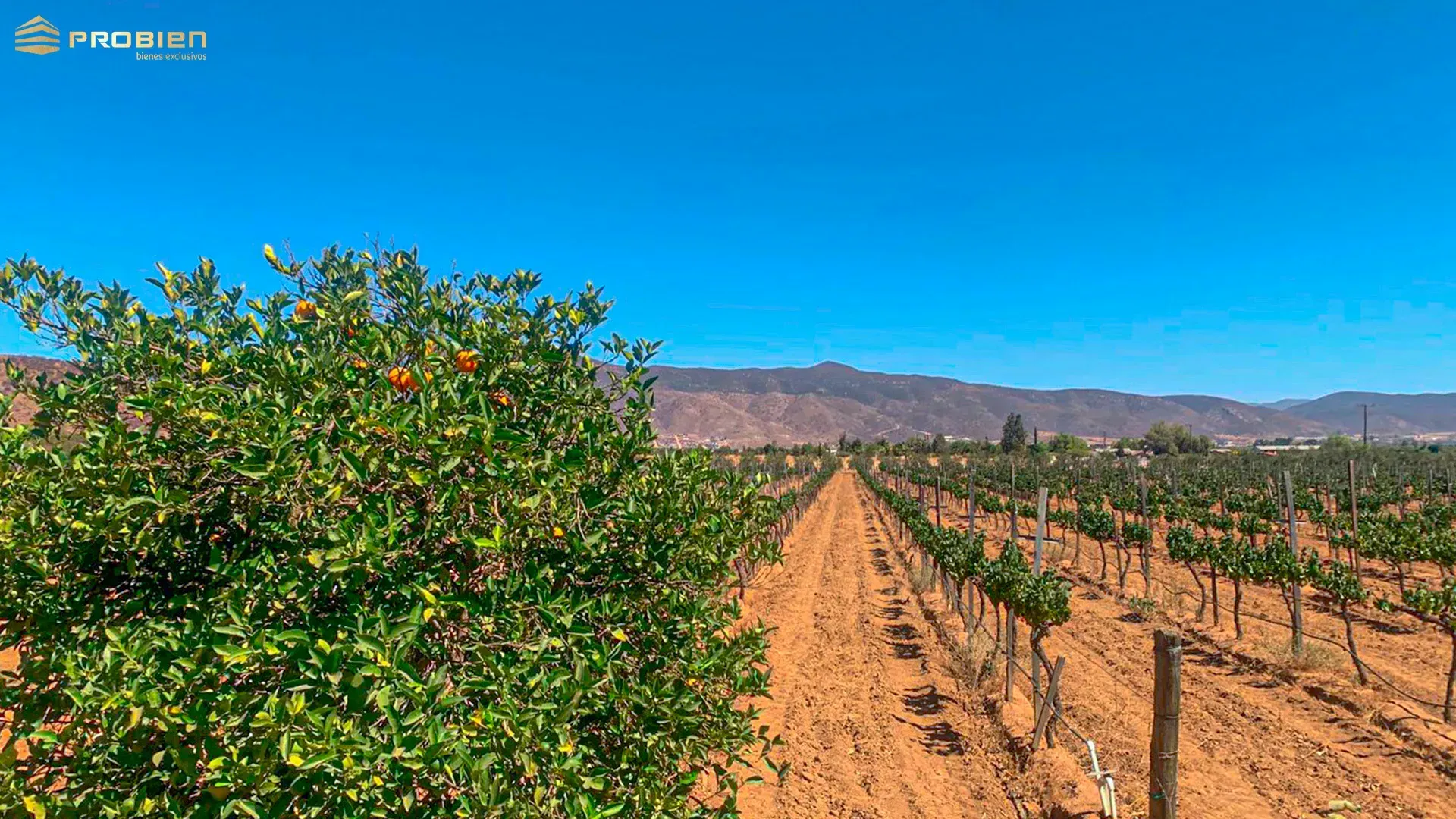 Terreno para desarrollo en Venta - Valle de Guadalupe - Foto 9 de 14